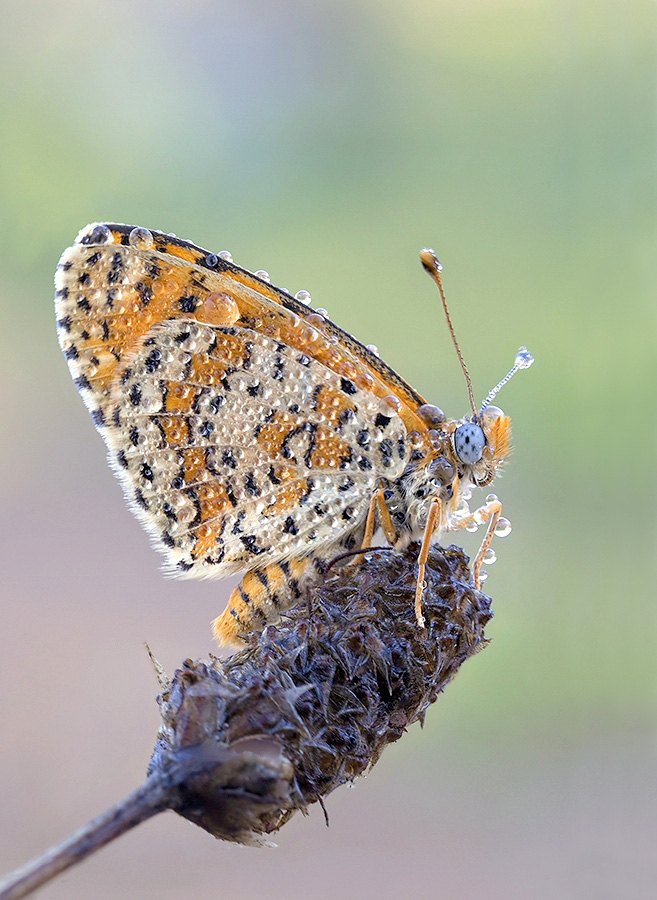 Shashechnitsa Trivia