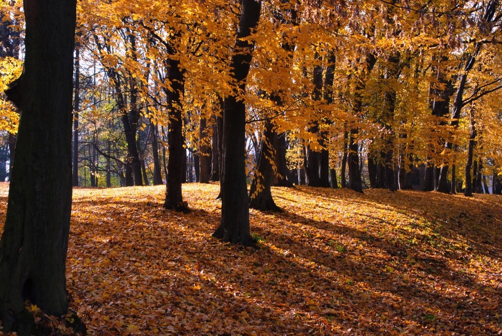 Осень. и не поспоришь