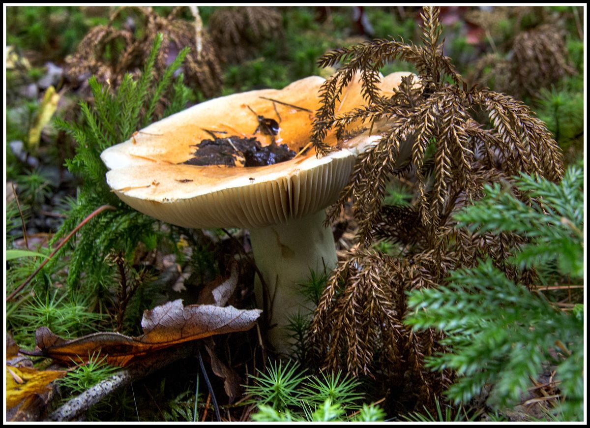 Amerikanischen russule.