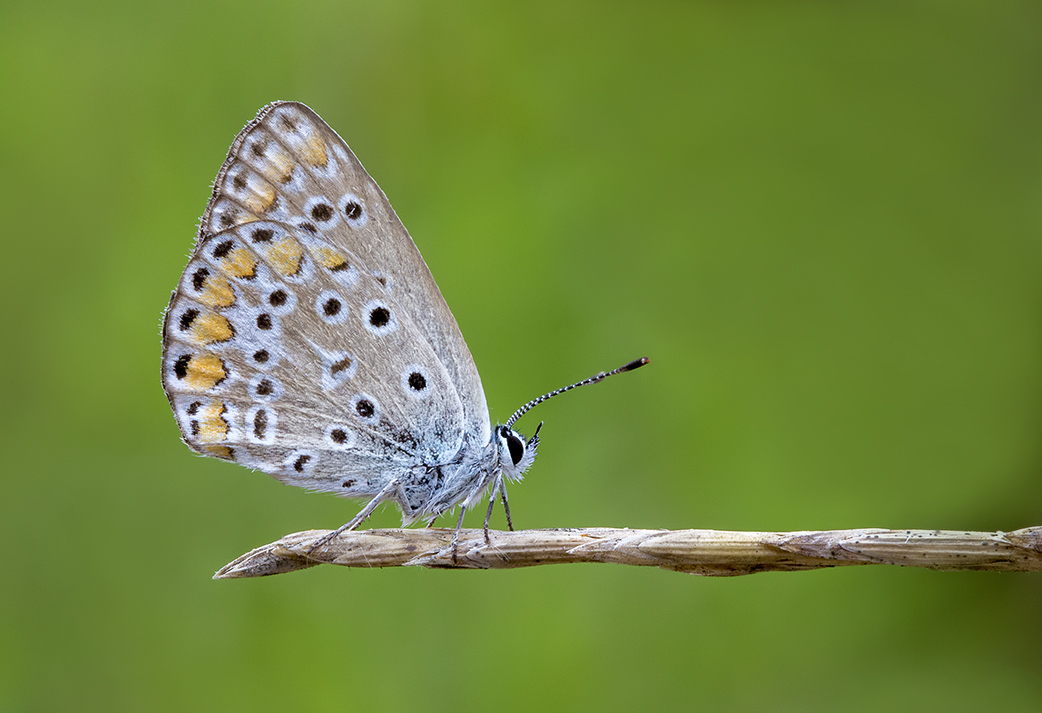 Podium für den Blues