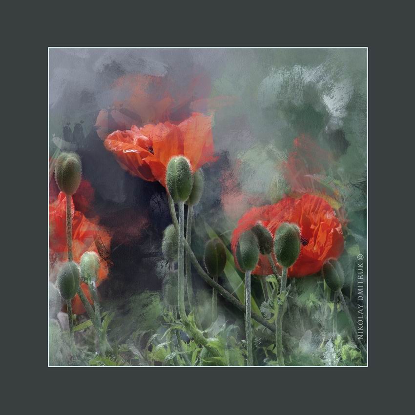 Mohn