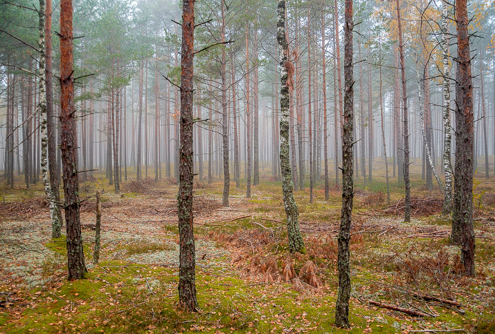Am Morgen ist der Wald.