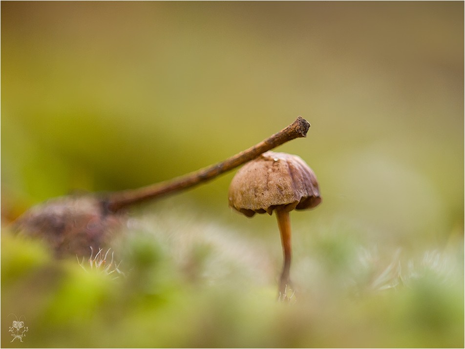 Heilmittel für Kopfschmerzen ...
