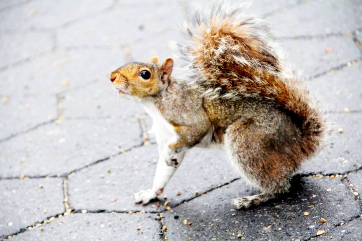 Amerikanische Eichhörnchen