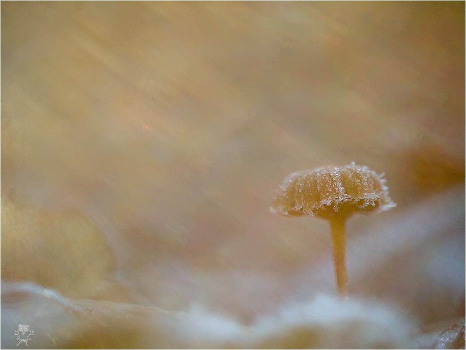 Redhead blizzard ...