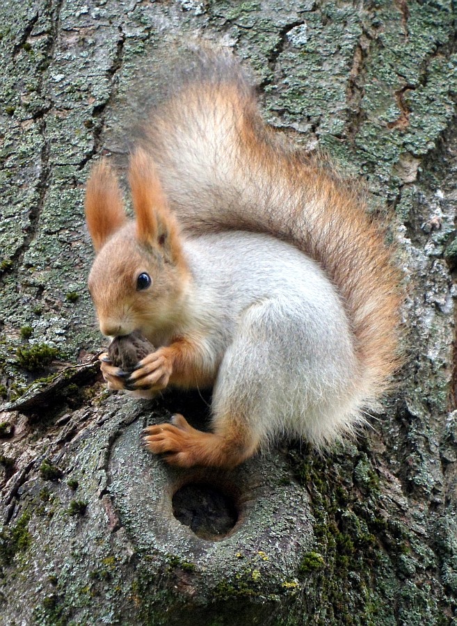 Es ist Zeit, Nüsse kauen