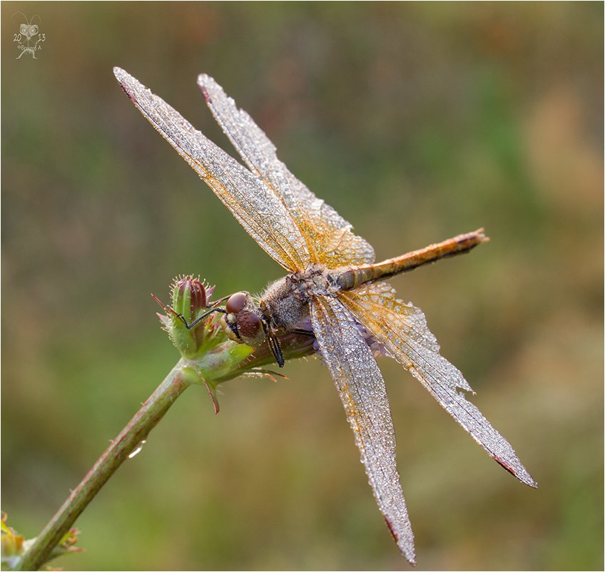 Morgen ... Dragonfly ...