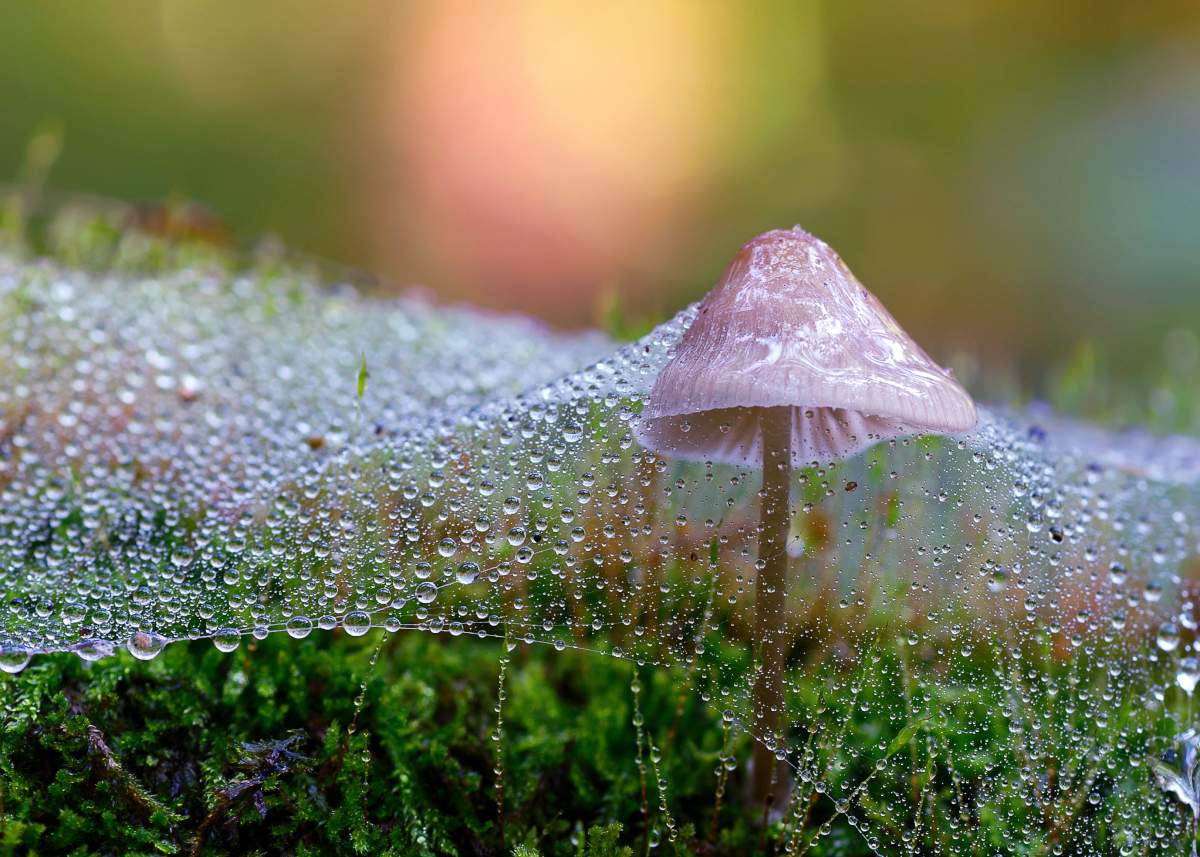 Die Glasabdeckung des Herbstes