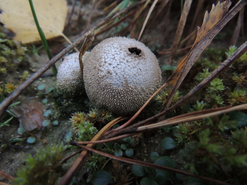 Regenmäntel (Großvater Tabak)