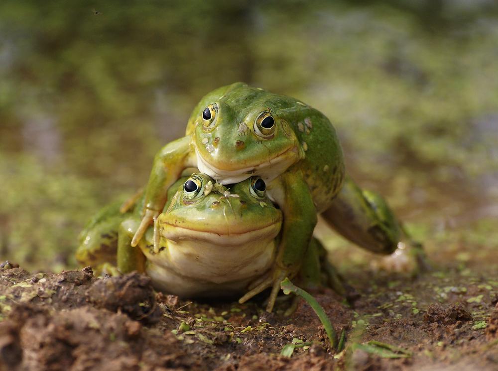 "Geben Sie mir, ich werde dich küssen! ..."