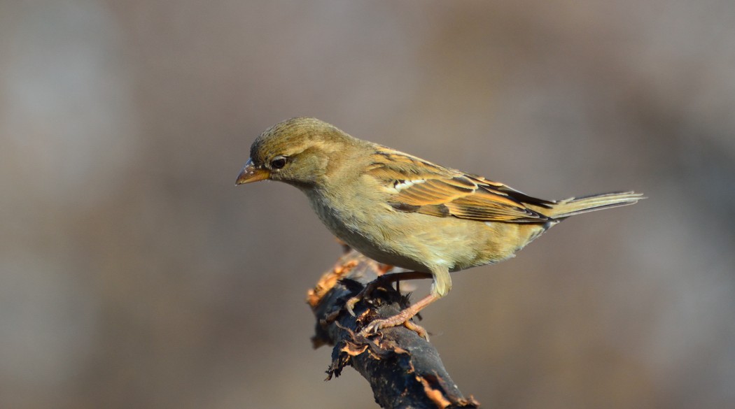 Und wieder auf dem Spatzen Escho