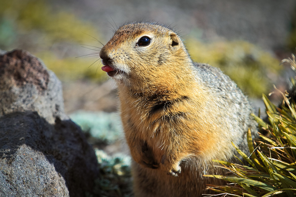 Funny animal Emotionen))).