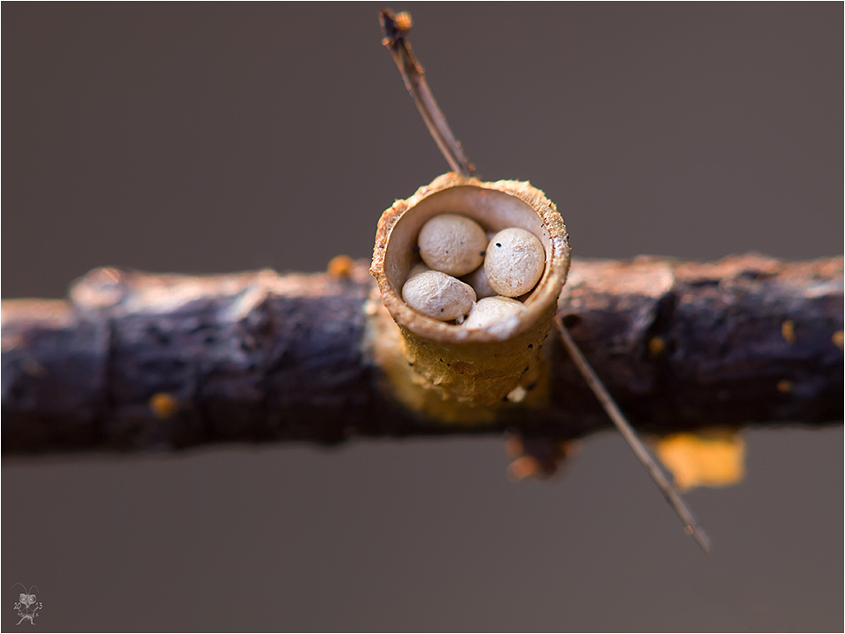 Set für Canapés ...