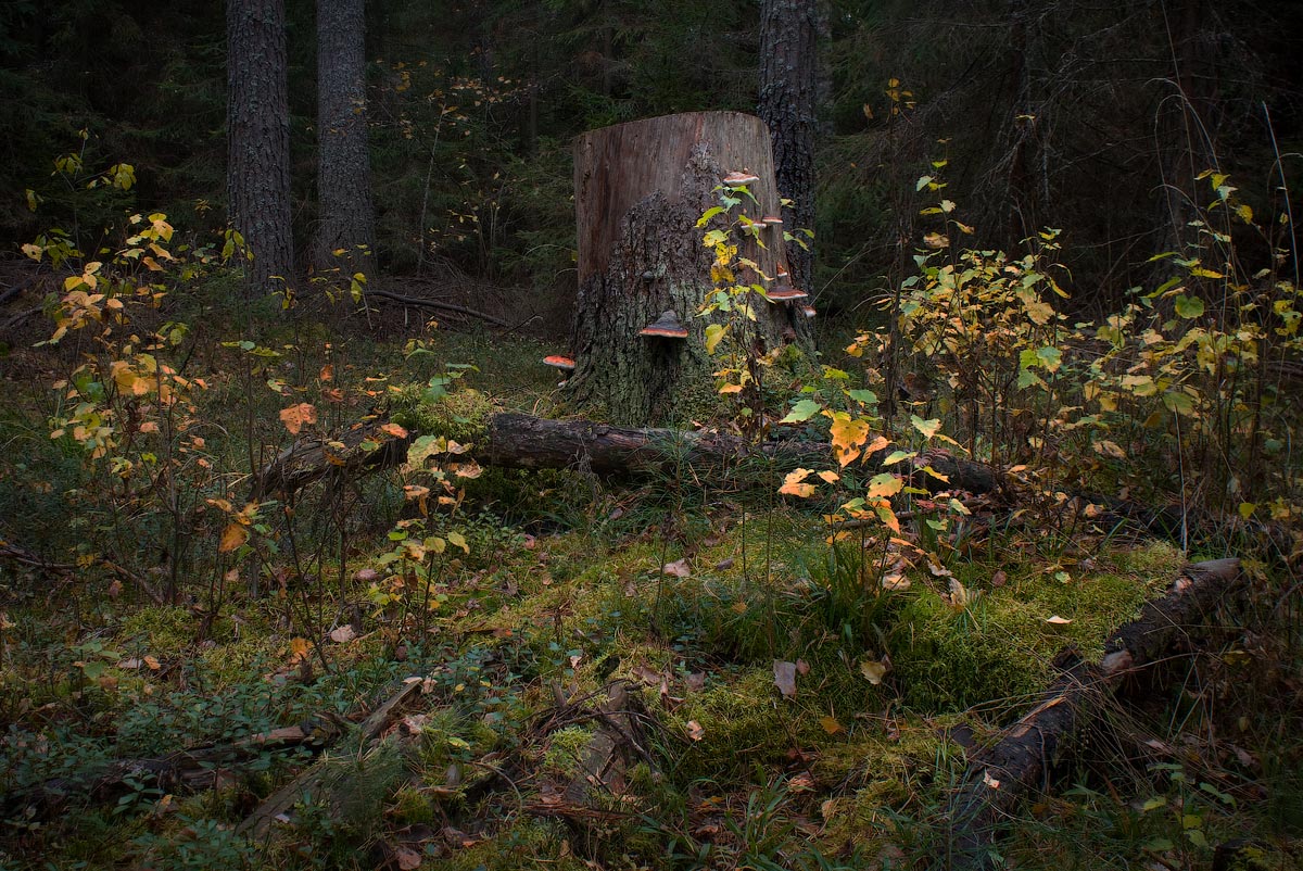 Und die alten Baumstumpf ...