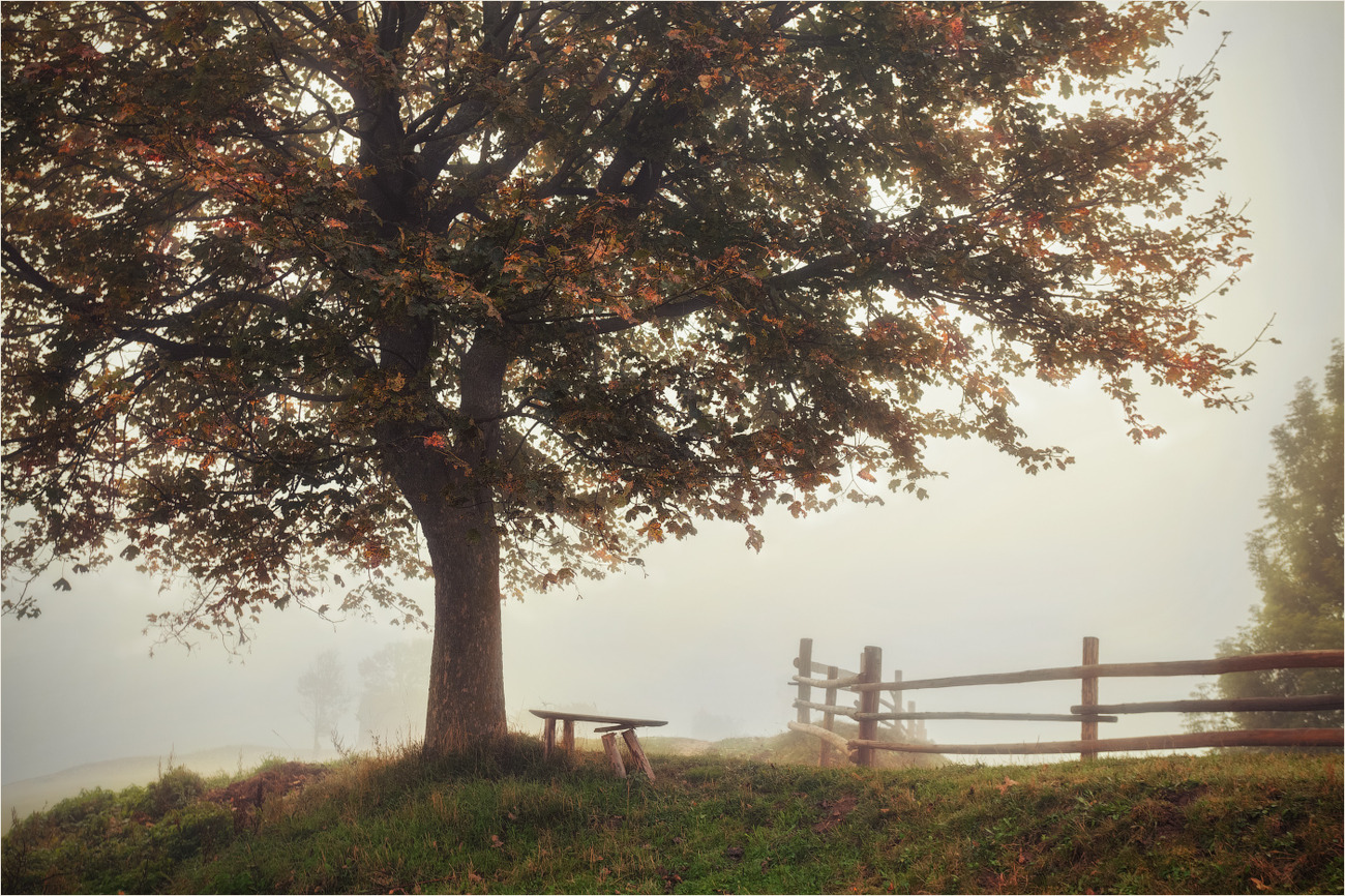 Was weiß die alte Ahorn ...