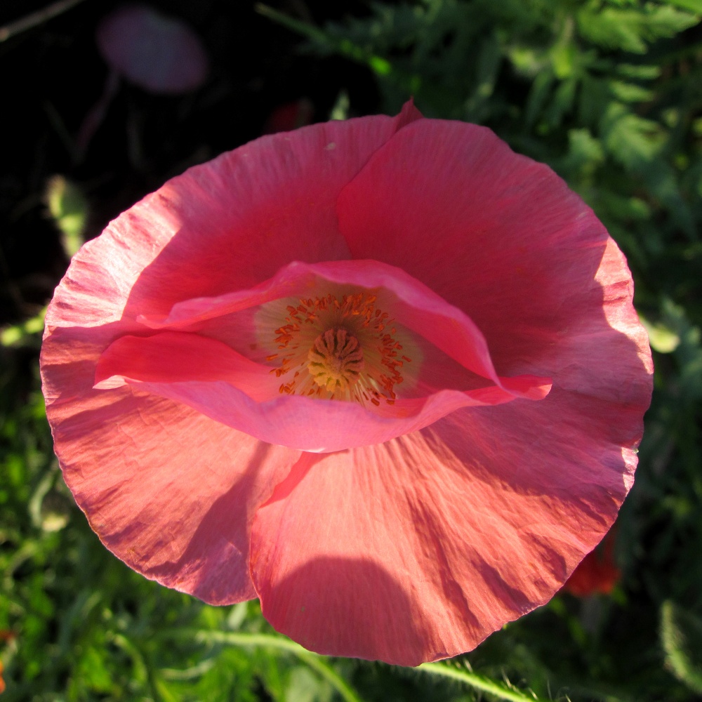 "И они глядят на нас с тобою".