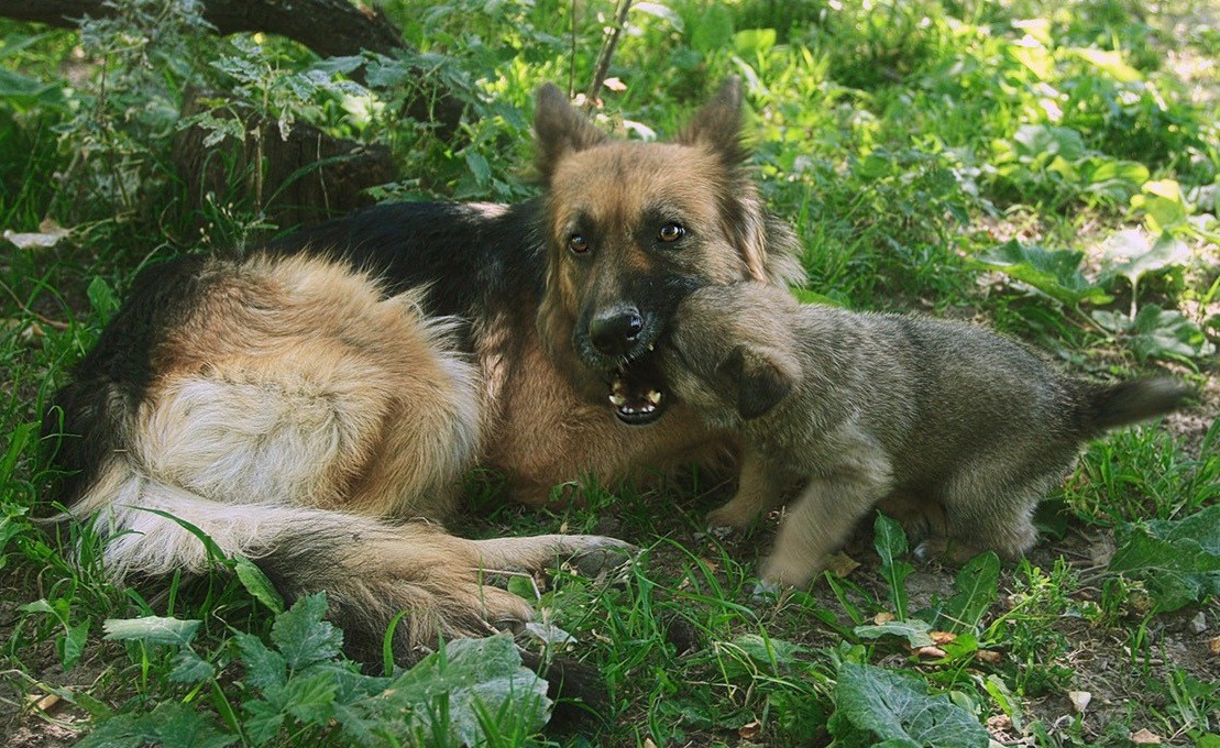 Warum hast du so große Zähne?