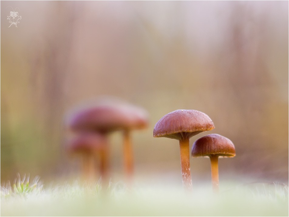 Realities und Gespenstern ...