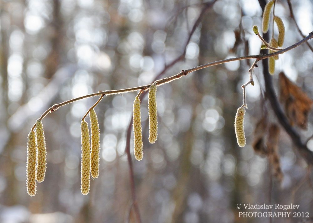 im Februar Ohrringe Sonne vergoldete Beine blühte