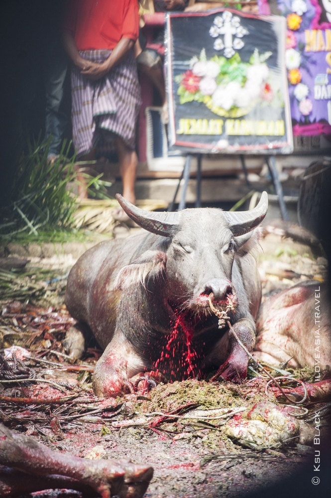 Sacrifice bei der Beerdigung