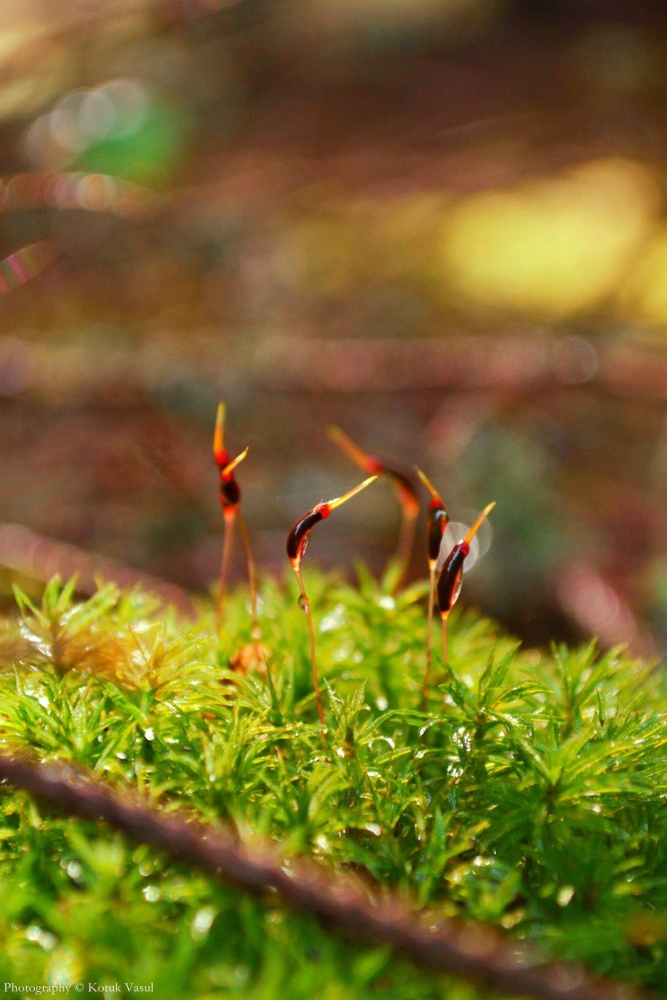 Moss Blumen