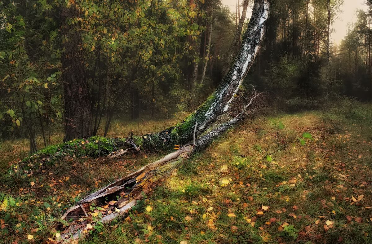 Über Herbstwald ...