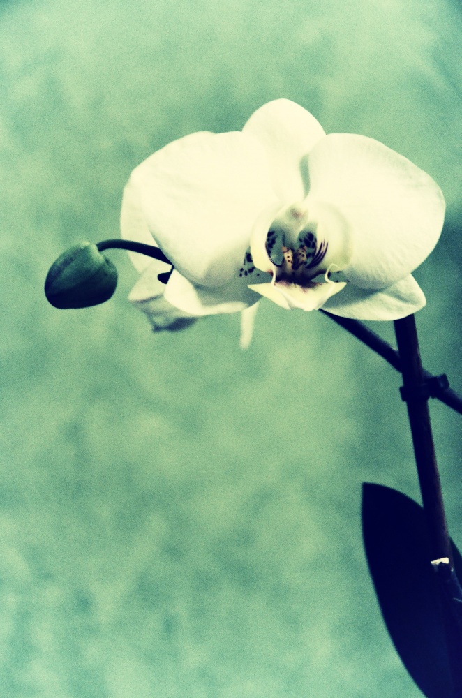 Orchid