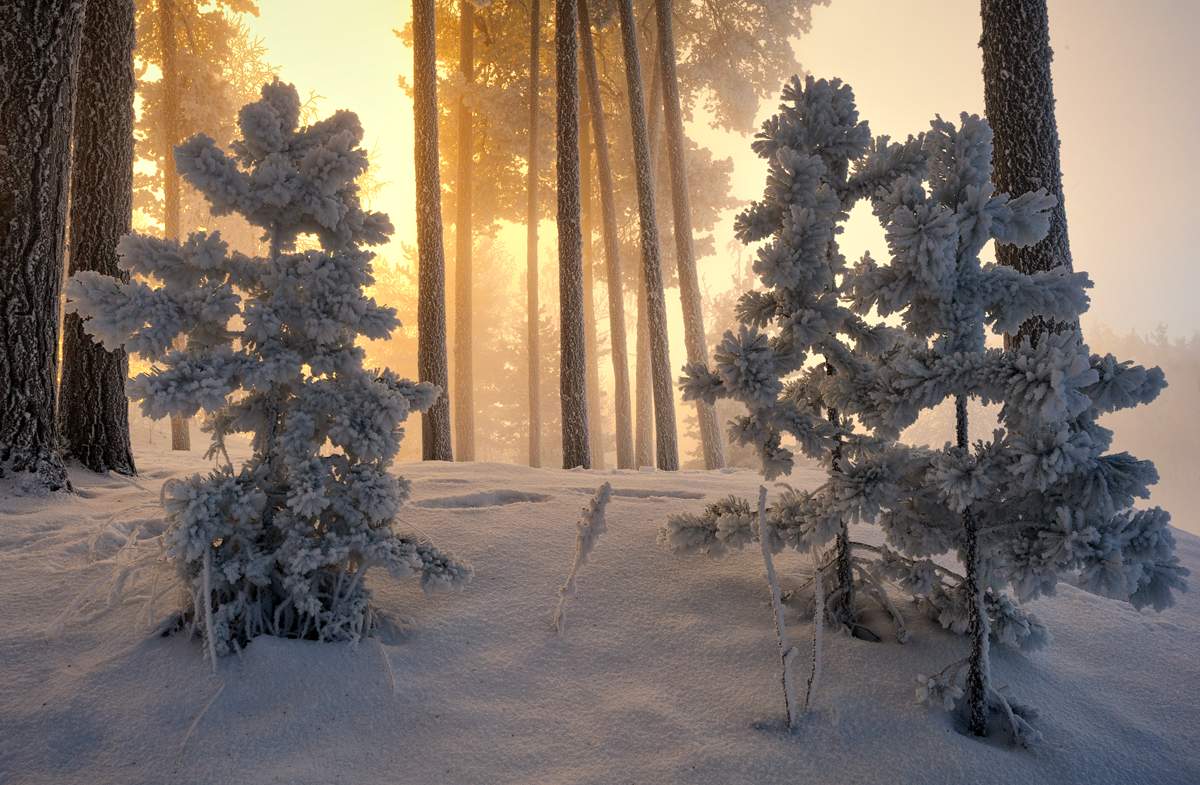 Wenn Bäume waren groß ...