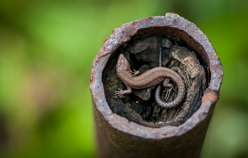 "Живая брошь".