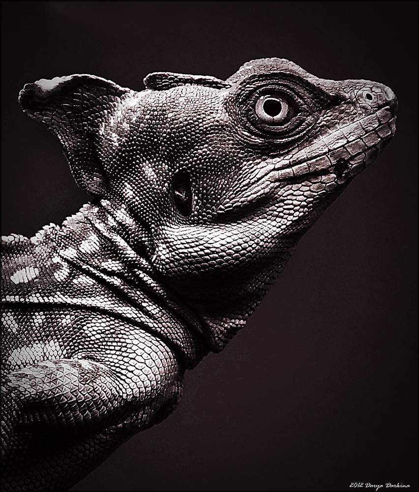 Shlemonosny Basilisk (Basiliscus basiliscus).