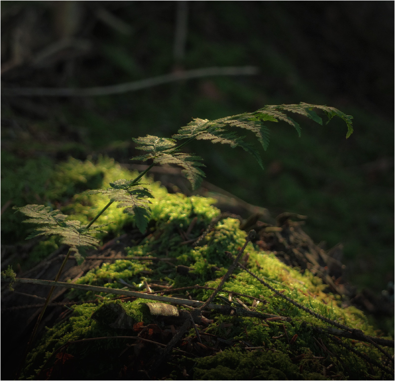 ...lonely fern...