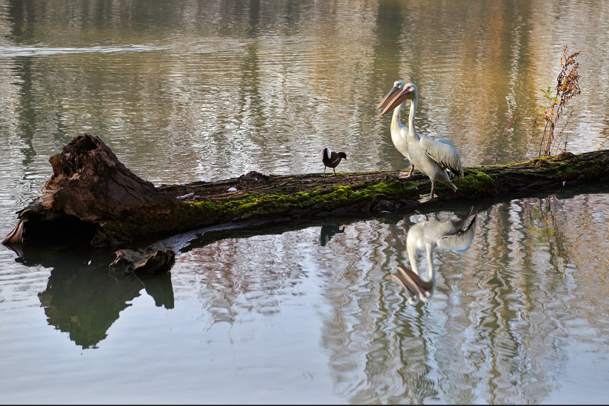 Wächter und Adoptivsohn). (Oder unter der Aufsicht von)