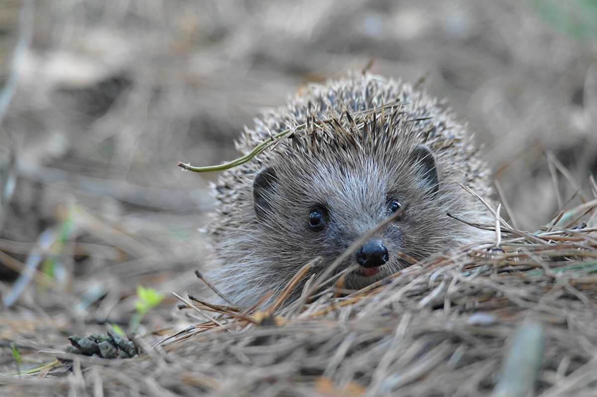 Fröhlich Igel