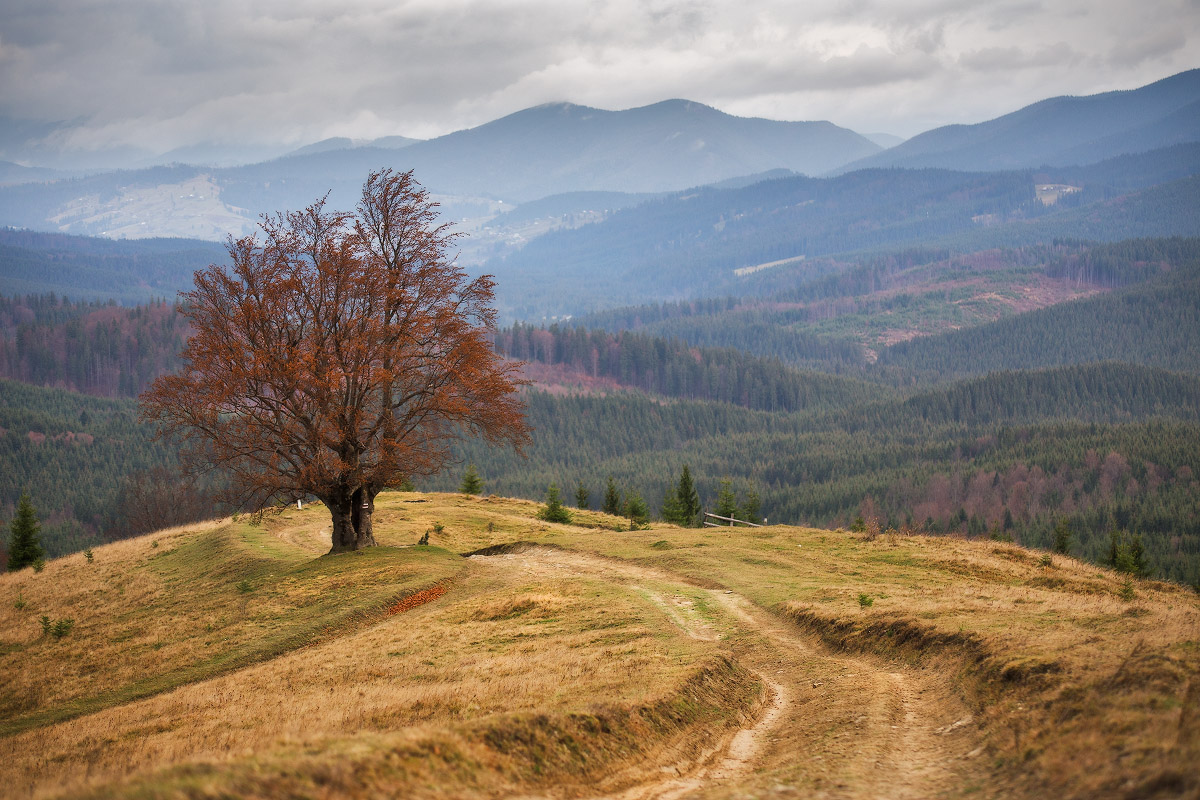 Über Bajanisten bukograb im November