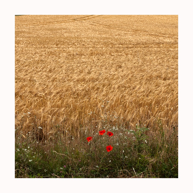 Butterblumen, Blumen