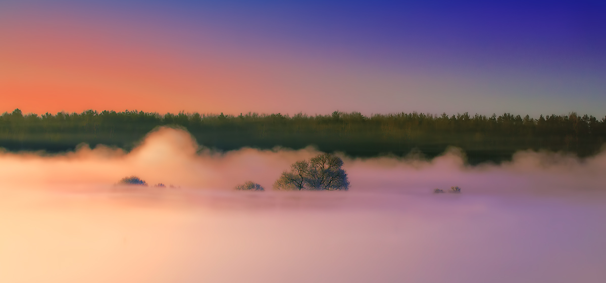 Schwimmende Bäume im Morgengrauen!