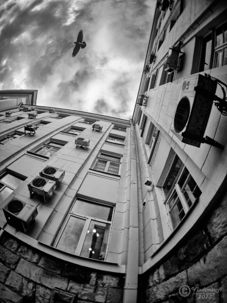 Schwarze Krähen ...