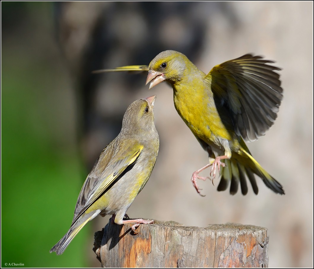 Lassen Sie mich Ihnen die Stirn chelomknu :)