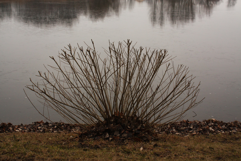 Bush ist nicht dicht