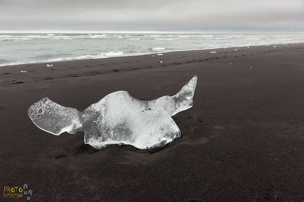 Isländische Grundel