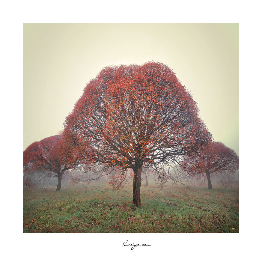 Symmetrie Herbstmorgen