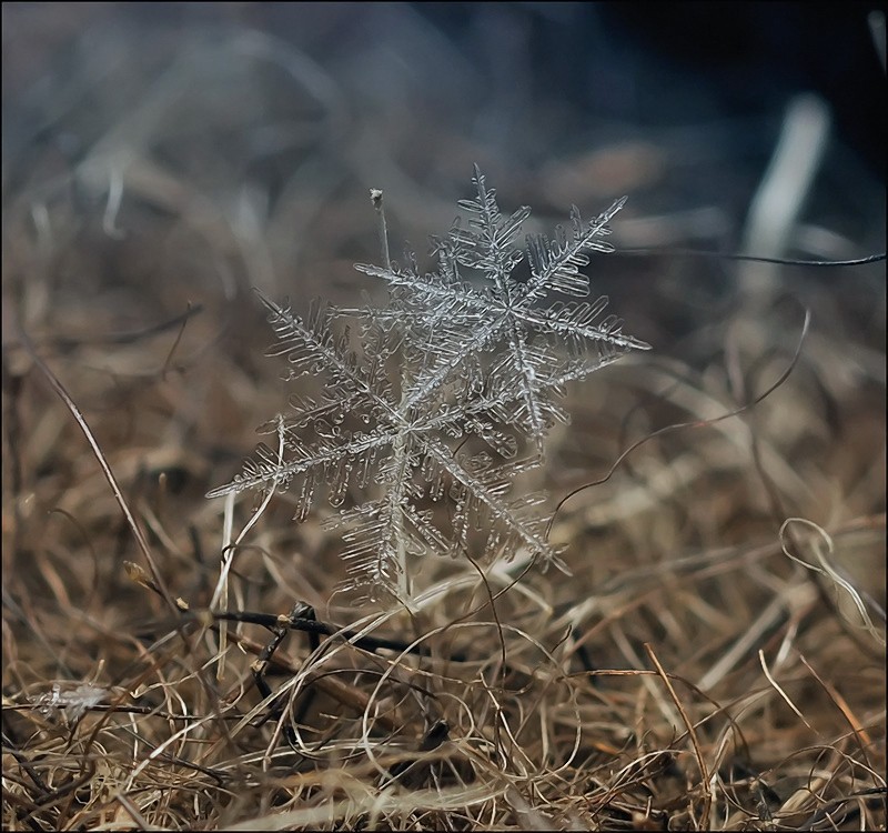 Zwei kalte Sterne ...