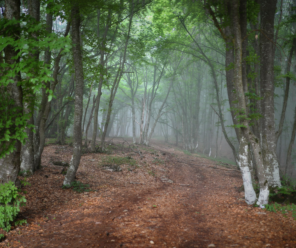In den Wäldern auf Chatyrdag