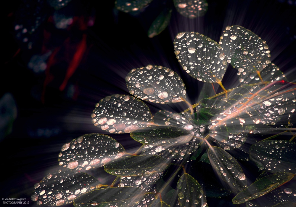 die letzten Tropfen des Sommers
