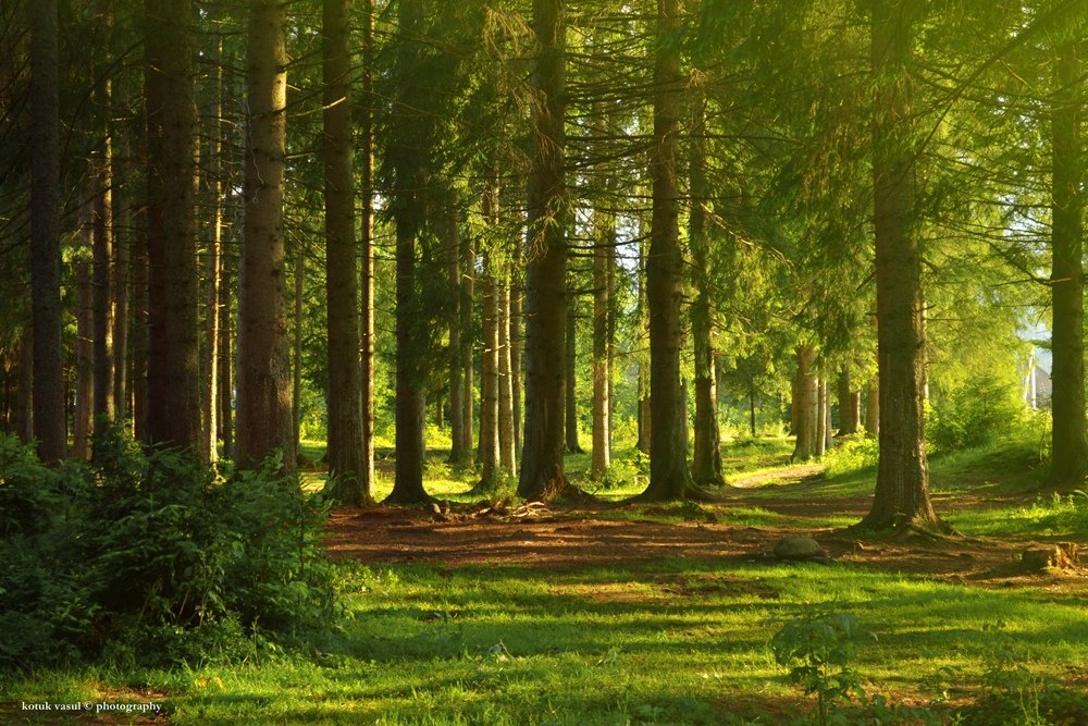 Sonniger Tag im Wald