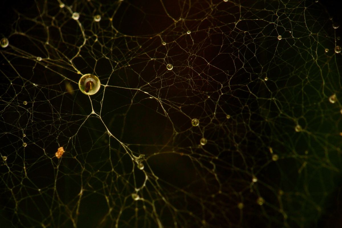 Neuron