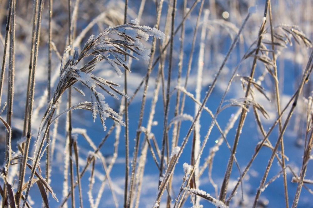 Der künstlerische Wert von trockenem Gras im Winter