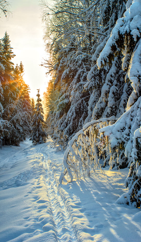 Winter in den Wäldern