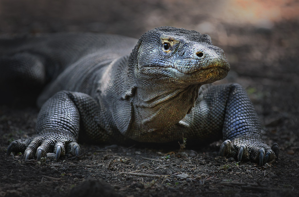 Komodo Dragon ...