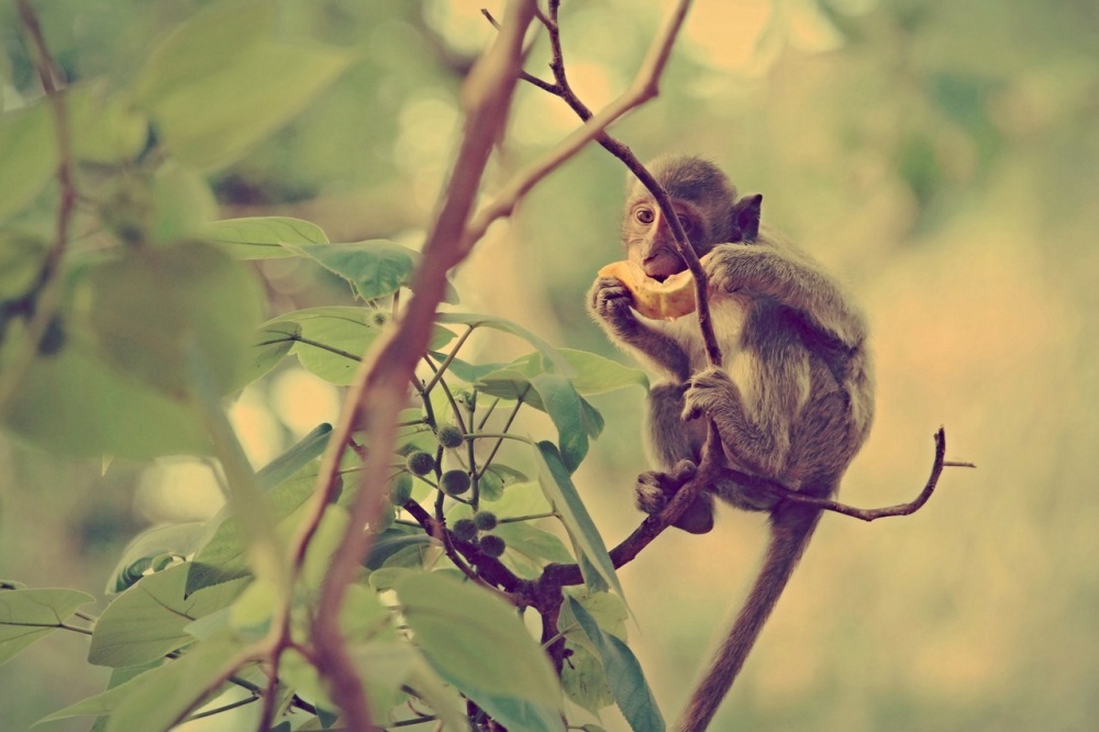 im Dschungel von Thailand